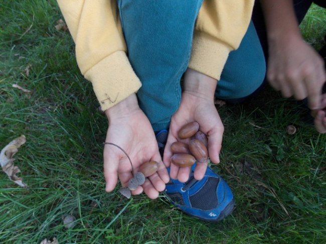 Дітлахи на Волині заготовляють жолуді древнього дуба. ФОТО
