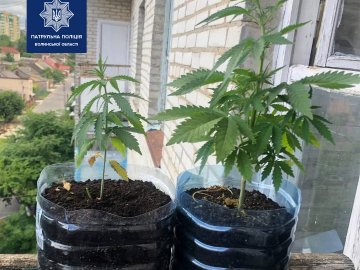 В одній з квартир Луцька на підвіконні вирощували коноплю 