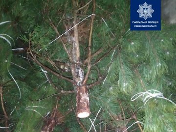 На трасі «Київ-Ковель-Ягодин» патрульні затримали вантажівку з нелегальними ялинками