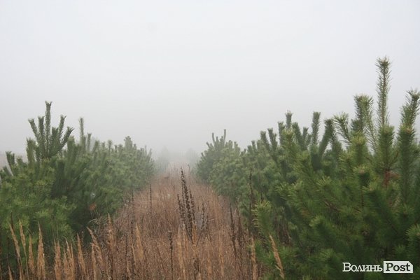 На Волині священики висадили понад 1025 сосен. ФОТО