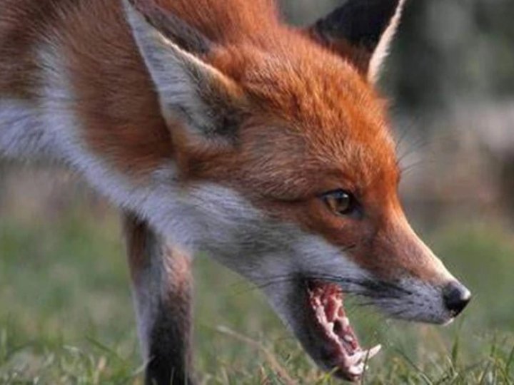 На Волині - масові напади скажених тварин на людей