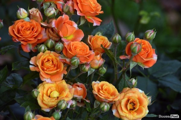 Фотопогляд: вулиця Лесі Українки