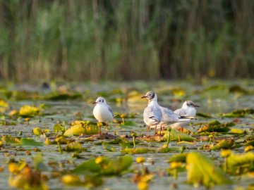 На Шацьких озерах росте найстаріша рослина планети. ФОТО