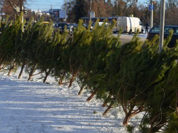 У скільки лучанам обійдуться ялинки та сосни. ФОТО
