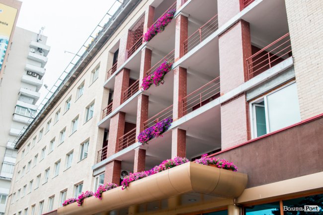 Барвиста краса: літній Луцьк потопає у квітах. ФОТО