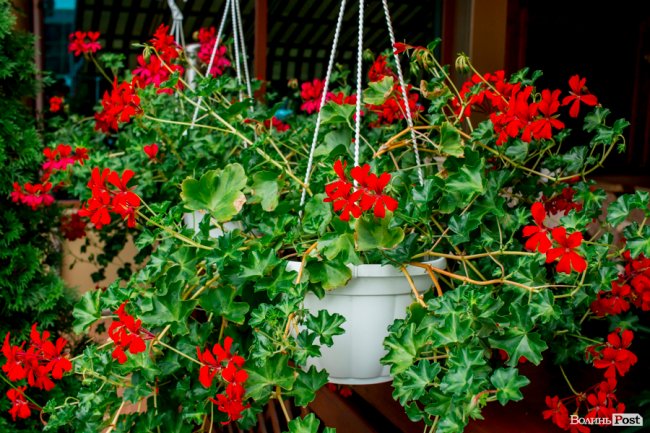 Барвиста краса: літній Луцьк потопає у квітах. ФОТО