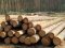 На волинських пилорамах знайшли цінну деревину без документів