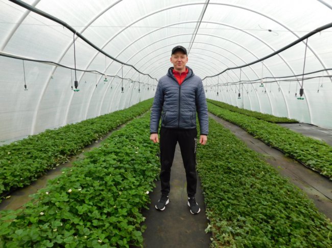 Волинянин вирощує сорт полуниці, яка плодоносить аж до приморозків. ФОТО