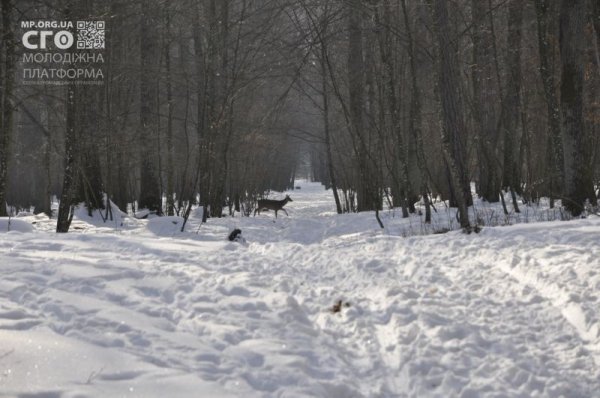 Як на Волині діти підгодовували диких тварин. ФОТО