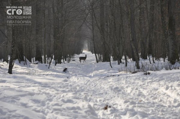 Як на Волині діти підгодовували диких тварин. ФОТО