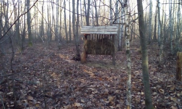 На Волині олені зимуватимуть у комфорті