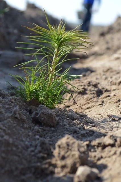 Турбота про довкілля ‒ не політика, ‒ Башкаленко