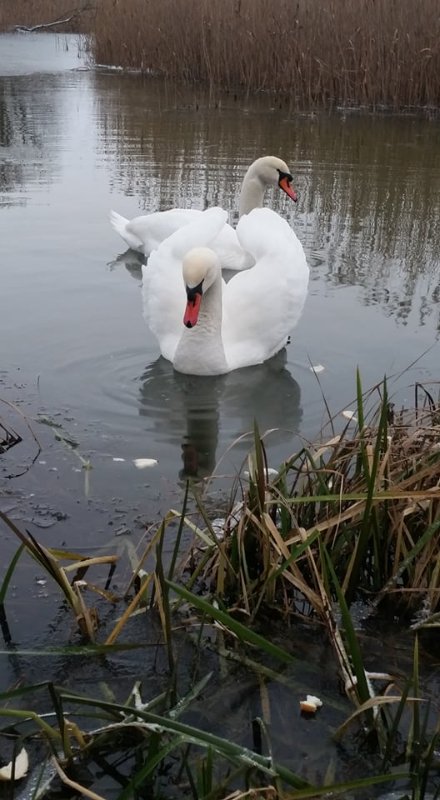 На Волині браконьєри застрелили лебедя. ФОТО