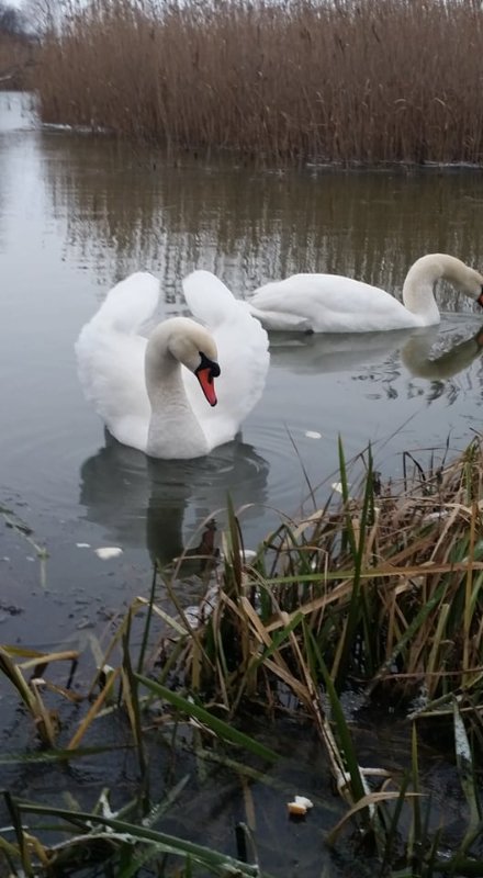 На Волині браконьєри застрелили лебедя. ФОТО