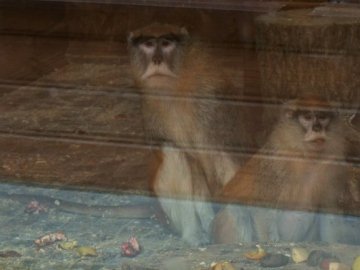 Зима в Луцькому зоопарку: як живуть тварини 