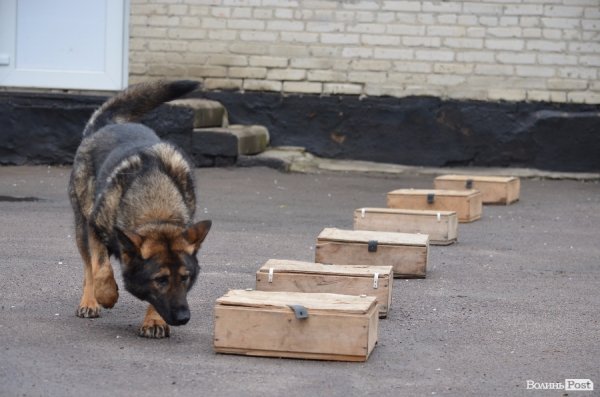 Як живуть та тренуються службові собаки. ФОТО