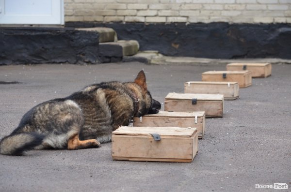 Коли собака знаходить по запаху річ- лягає біля неї