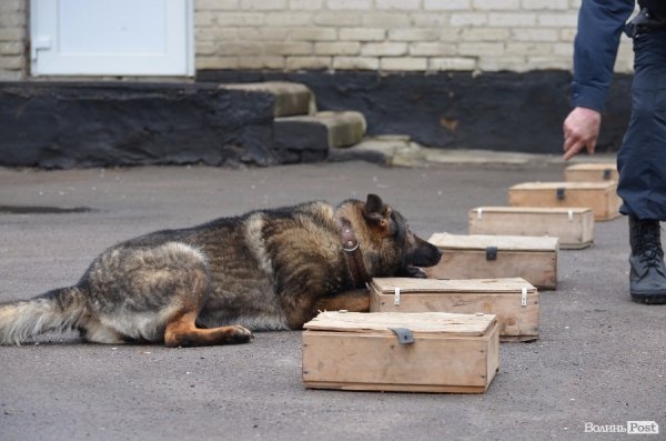 Як живуть та тренуються службові собаки. ФОТО