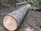 Маневицькі лісівники незаконно нарубали дерев на 600 тисяч
