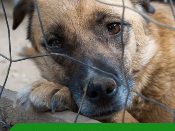 В Україні прийняли закон, що забороняє топити тварин і тримати собак на короткому ланцюгу