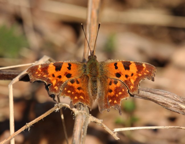 Щербатка c-біла (Polygonia c-album)