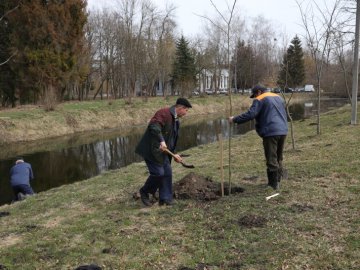 У центральному парку Луцька висадили 300 саджанців дерев