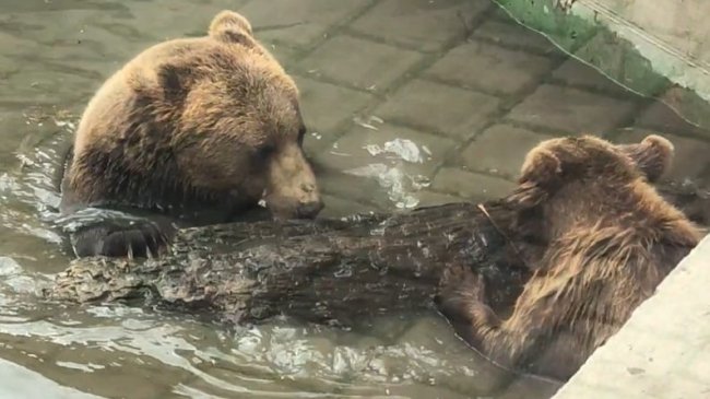 Морозиво, лід і тінь: як у Луцькому зоопарку допомагають тваринам у спеку