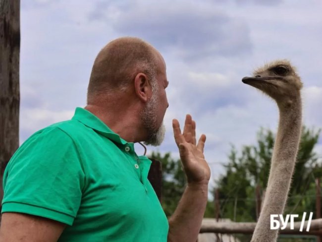 Колишній зварювальник з Волині вирощує страусів та павичів. ФОТО, ВІДЕО