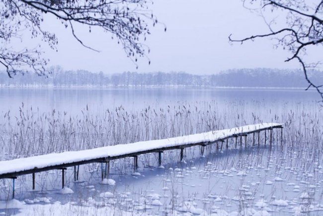 Лебеді, троянди, сніг: показали красу зимового озера на Волині. ФОТО