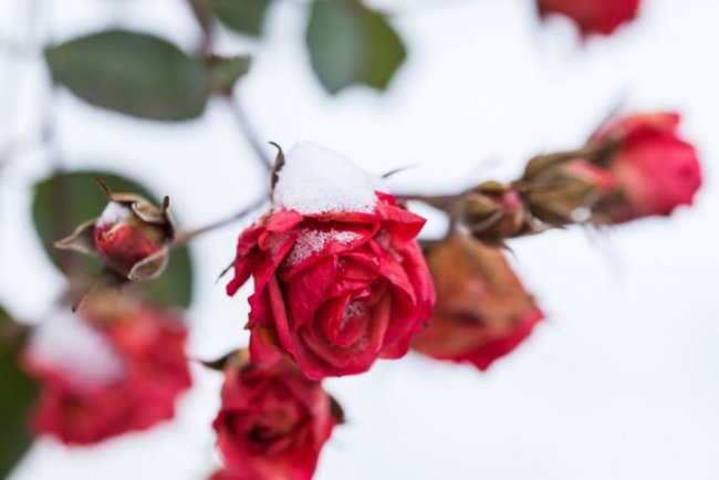 Лебеді, троянди, сніг: показали красу зимового озера на Волині. ФОТО