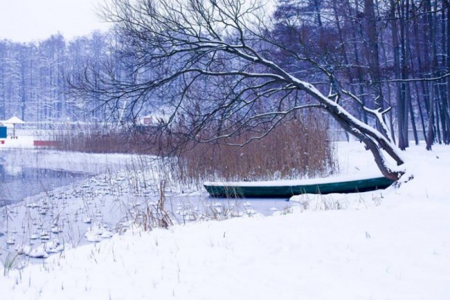 Лебеді, троянди, сніг: показали красу зимового озера на Волині. ФОТО