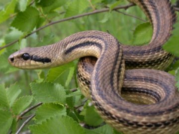 На Житомирщині 9-річного хлопчика у полі вкусила гадюка