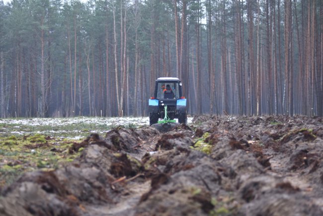 Одне із завдань лісівників - відновлення лісу, висадка нових дерев