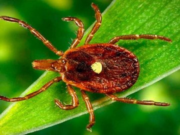 Волинянам нагадують про небезпеку від кліщів, які виходять із «сплячки»