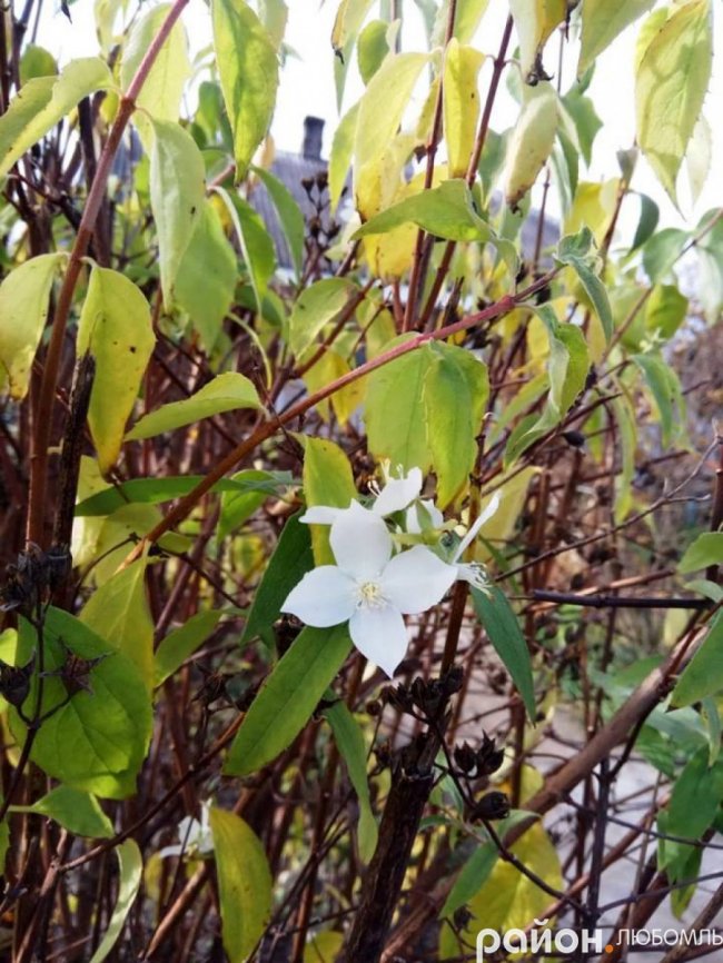 Через аномальне тепло волиняни збирають полуницю і малину в листопаді. ФОТО
