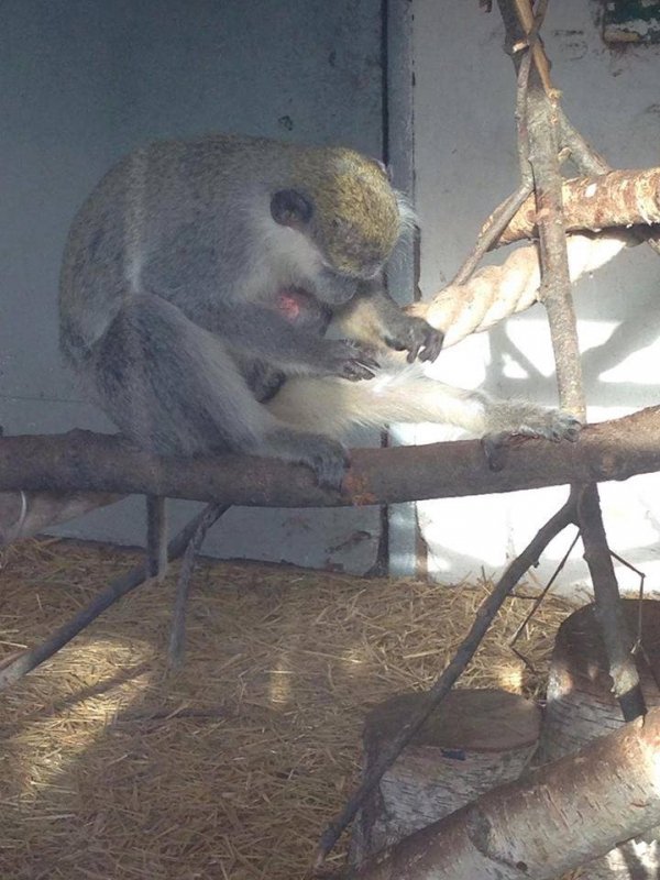 У Луцькому зоопарку народилось мавпеня. ФОТО