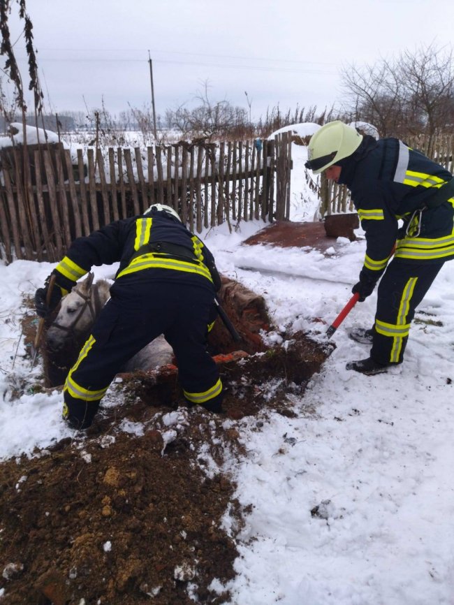 Бійці ДСНС на Волині врятували коня, який провалився у вигрібну яму