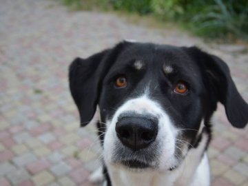 Історія від волонтера: міжнародна операція з порятунку собаки