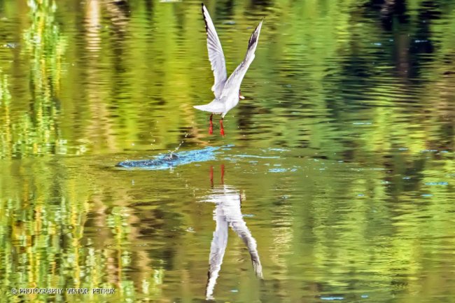 Луцький фотограф опублікував неймовірні світлини до Дня рибалки. ФОТО