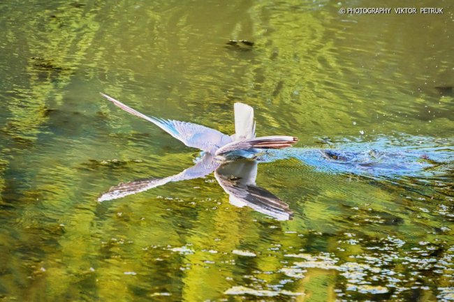 Луцький фотограф опублікував неймовірні світлини до Дня рибалки. ФОТО