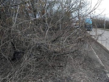 У Луцьку тротуари заросли деревами та кущами. ФОТО