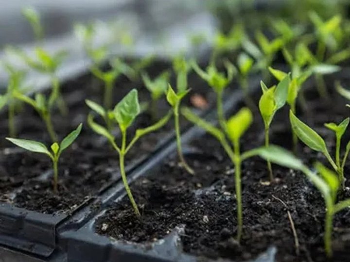 Що посіяти в лютому: повний перелік культур для городу та квітника