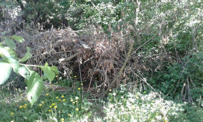Лучани загороджують свої городи гіллям. ФОТО