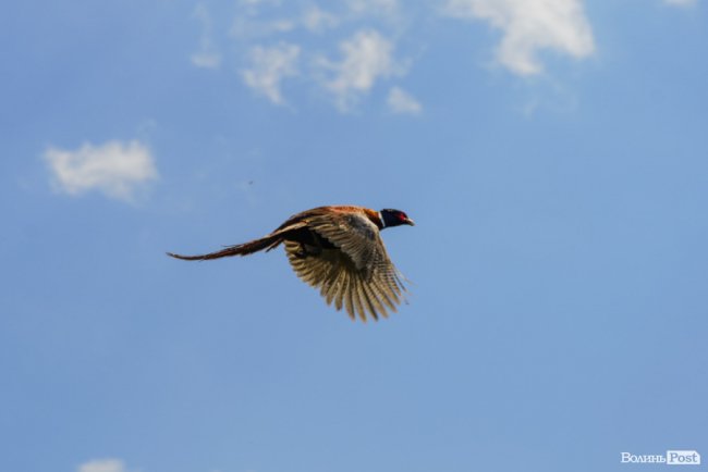 Пернатий «випускний»: на Волині у дику природу випустили фазанів. ФОТОРЕПОРТАЖ