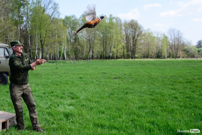 Пернатий «випускний»: на Волині у дику природу випустили фазанів. ФОТОРЕПОРТАЖ