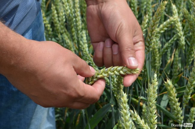 Аграрна еліта серед пшеничних колосків: на Волині – День поля. ФОТО