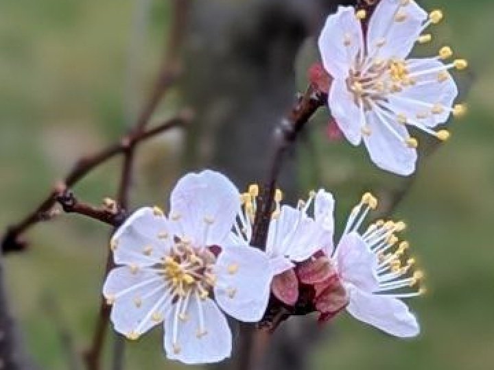 Синоптики анонсували повернення весни: буде до 17° тепла