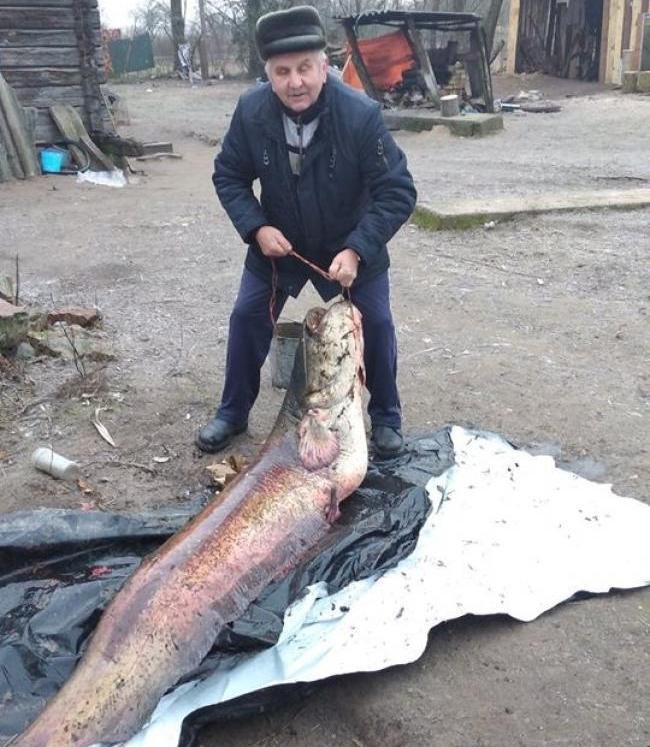 На Рівненщині зловили рибу-велетня. ФОТО