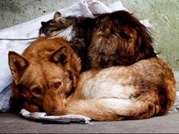 У місті на Волині проведуть благодійний ярмарок на підтримку безпритульних тварин ВІДЕО