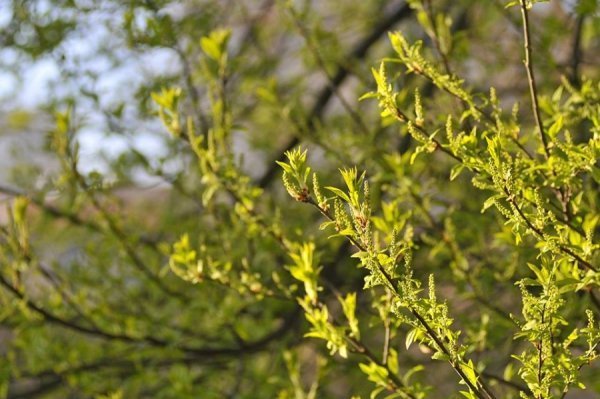 Луцьк цвіте та пахне. ФОТО